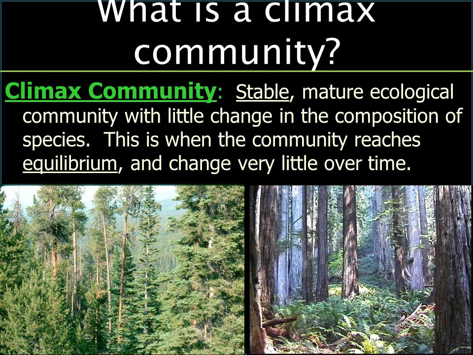 What is a climax community.