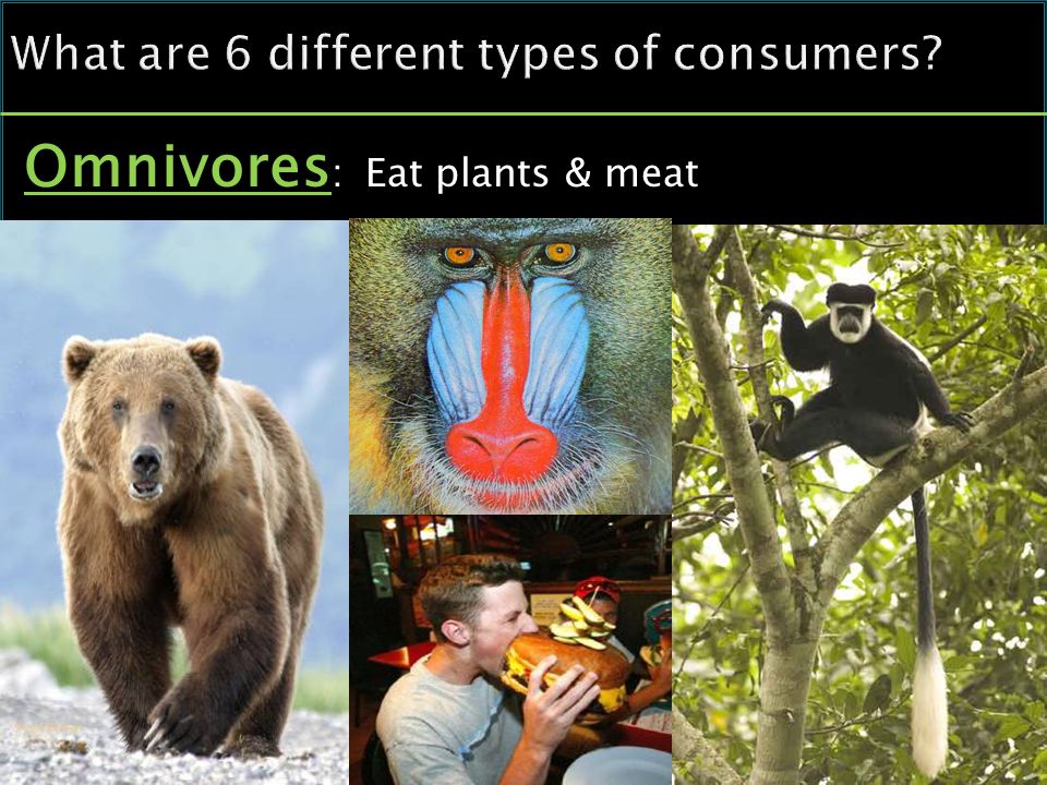 Omnivores : Eat plants & meat