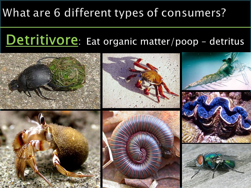 Detritivore : Eat organic matter/poop – detritus
