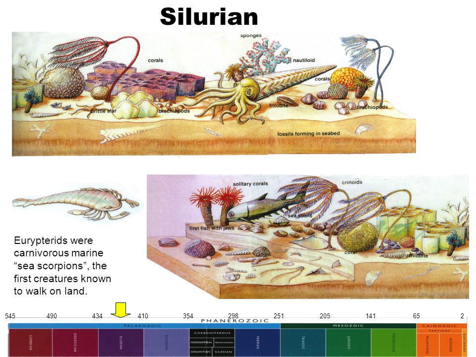 Silurian Eurypterids were carnivorous marine sea scorpions , the first creatures known to walk on land.