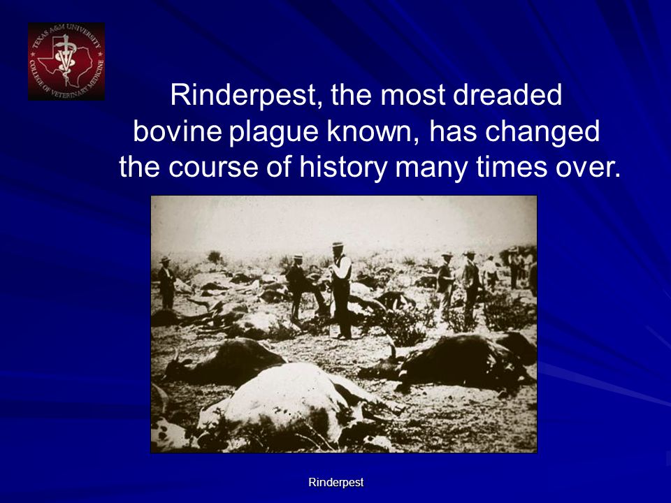 Rinderpest Rinderpest, the most dreaded bovine plague known, has changed the course of history many times over.