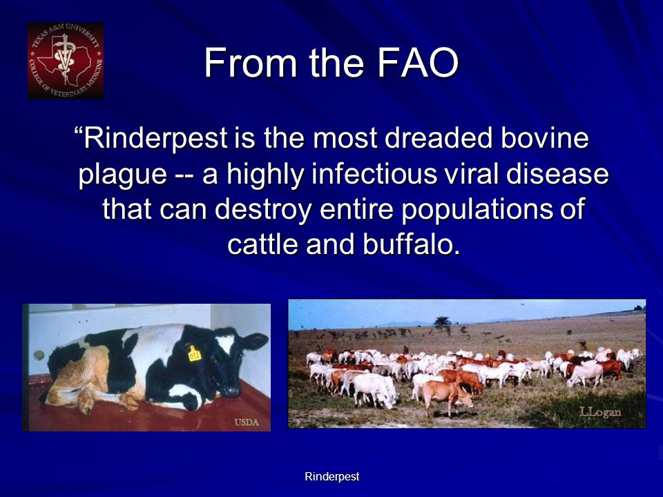 Rinderpest From the FAO Rinderpest is the most dreaded bovine plague -- a highly infectious viral disease that can destroy entire populations of cattle and buffalo.