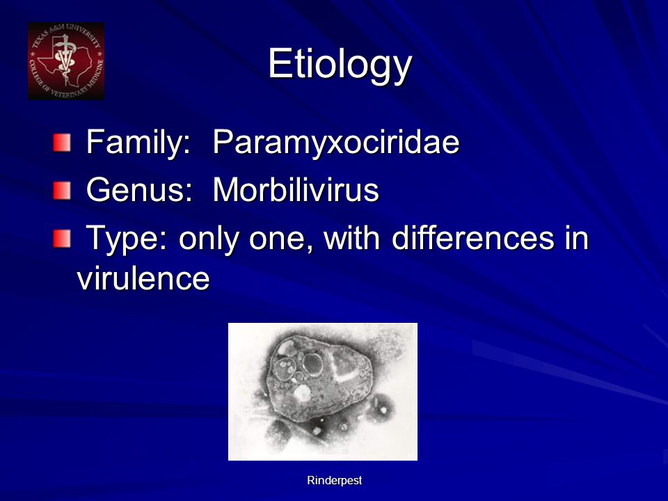 Rinderpest Etiology Etiology Family: Paramyxociridae Family: Paramyxociridae Genus: Morbilivirus Genus: Morbilivirus Type: only one, with differences in virulence Type: only one, with differences in virulence