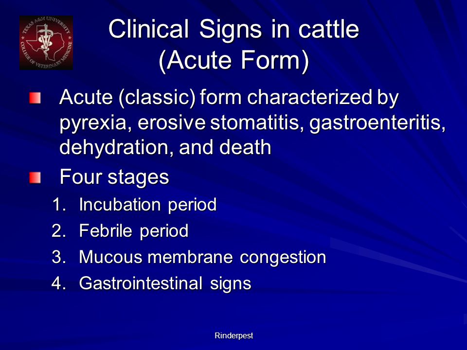 Rinderpest Clinical Signs in cattle (Acute Form) Acute (classic) form characterized by pyrexia, erosive stomatitis, gastroenteritis, dehydration, and death Four stages 1.Incubation period 2.Febrile period 3.Mucous membrane congestion 4.Gastrointestinal signs