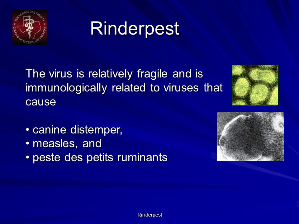 Rinderpest Rinderpest The virus is relatively fragile and is immunologically related to viruses that cause canine distemper, canine distemper, measles, and measles, and peste des petits ruminants peste des petits ruminants