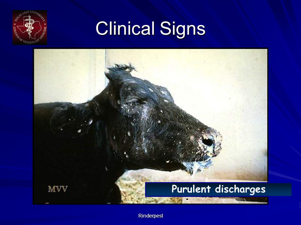 Rinderpest Purulent discharges Clinical Signs