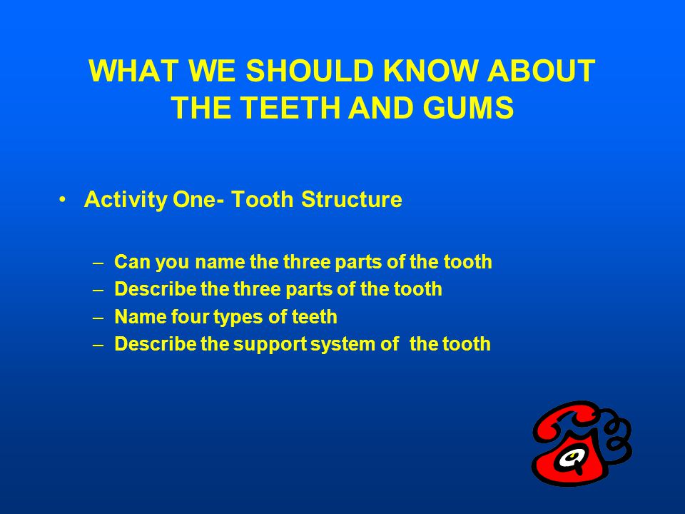 WHAT WE SHOULD KNOW ABOUT THE TEETH AND GUMS Activity One- Tooth Structure –Can you name the three parts of the tooth –Describe the three parts of the tooth –Name four types of teeth –Describe the support system of the tooth