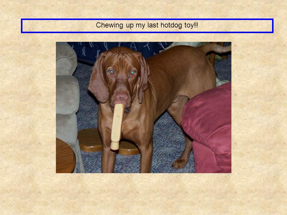 Chewing up my last hotdog toy!!
