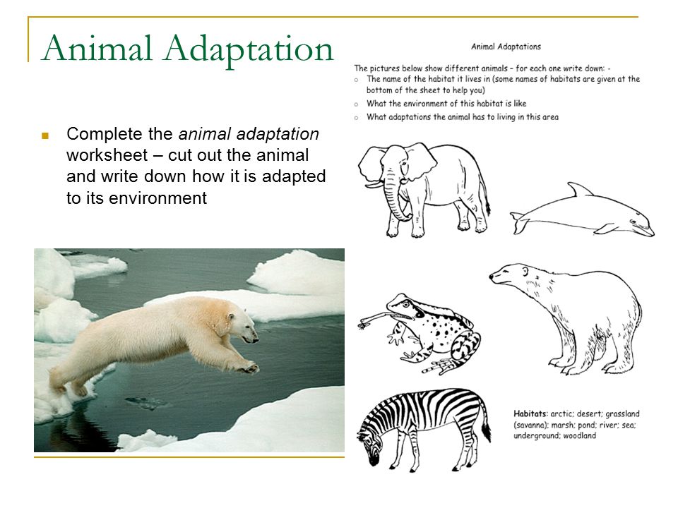 Adaptation Noadswood Science, Adaptation To understand how plants and  animals are adapted for survival Tuesday, April 21, ppt download