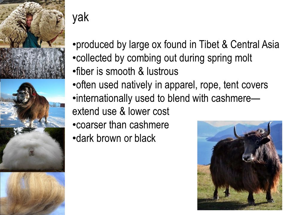 FASH 15 textiles natural protein fibers—wool. natural protein fibers are of  animal origin wool & specialty wools—hair & fur of animals silk—secretion.  - ppt download