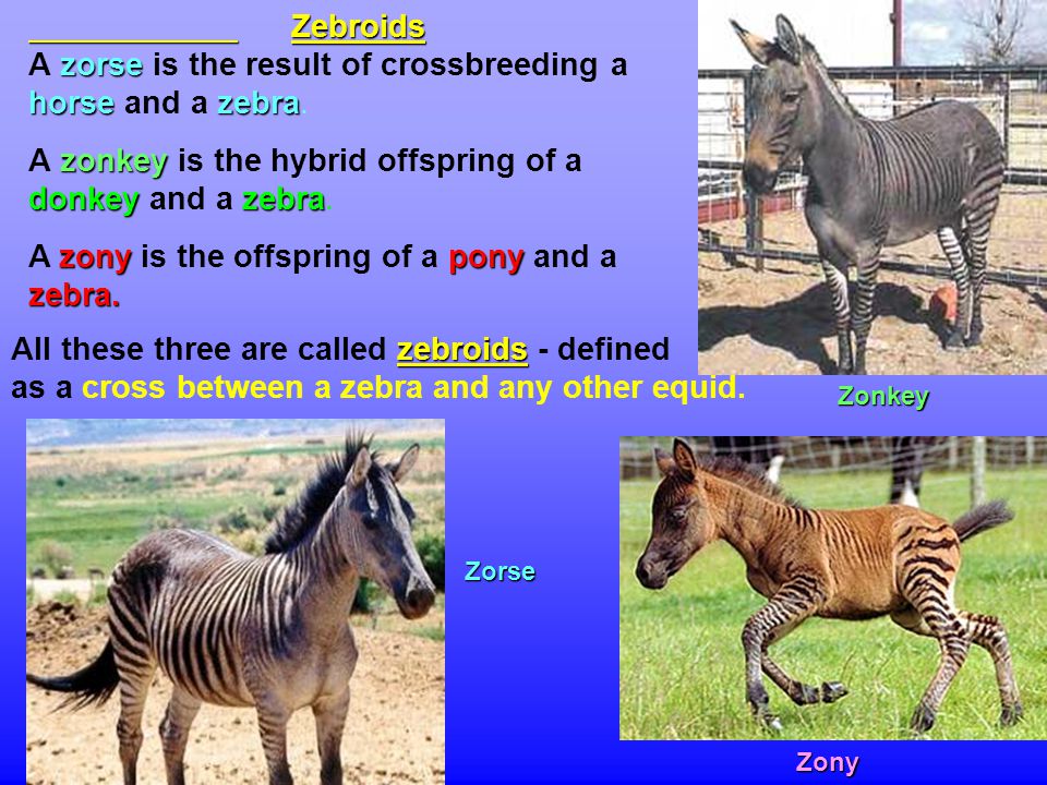 HYBRIDS Hybrids are the offspring of two different species of plant or  animal. Many occur naturally in the wild. Some have been engineered  artificially. - ppt download