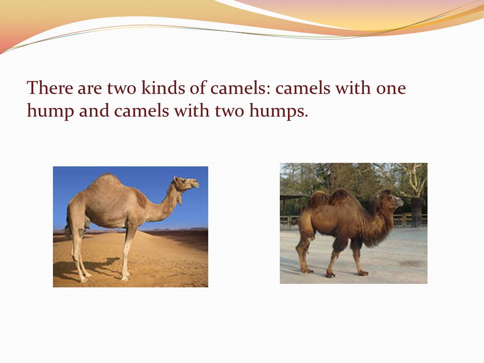 CAMELS Старосельский Александр 5 «Б» класс I want to tell about this  interesting animal – a camel. A camel is a long-legged animal with a big  body, a. - ppt download