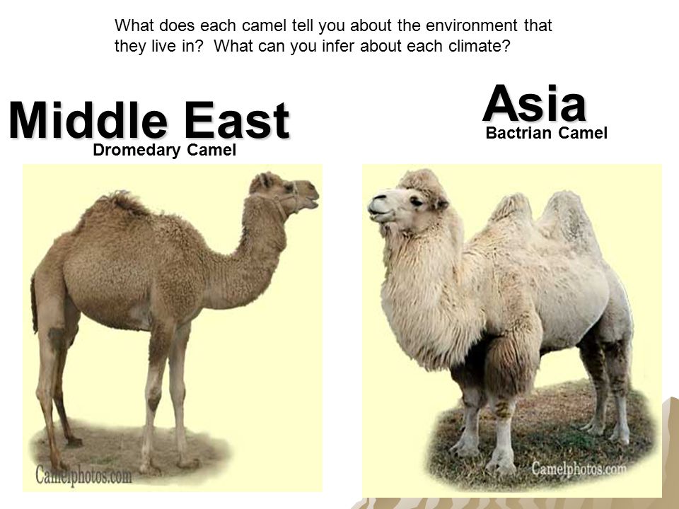 Each do e. Camel все виды. Camel vs.. Сюрприз Dromedary Camel. Ceramic Bactrian Camel.