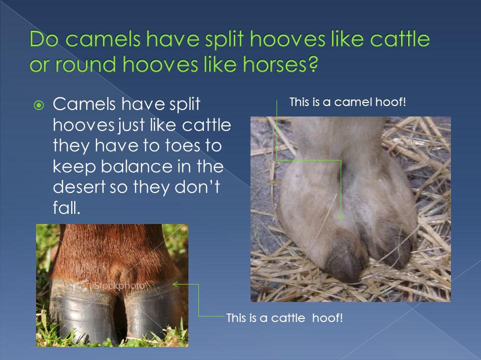 camels hooves