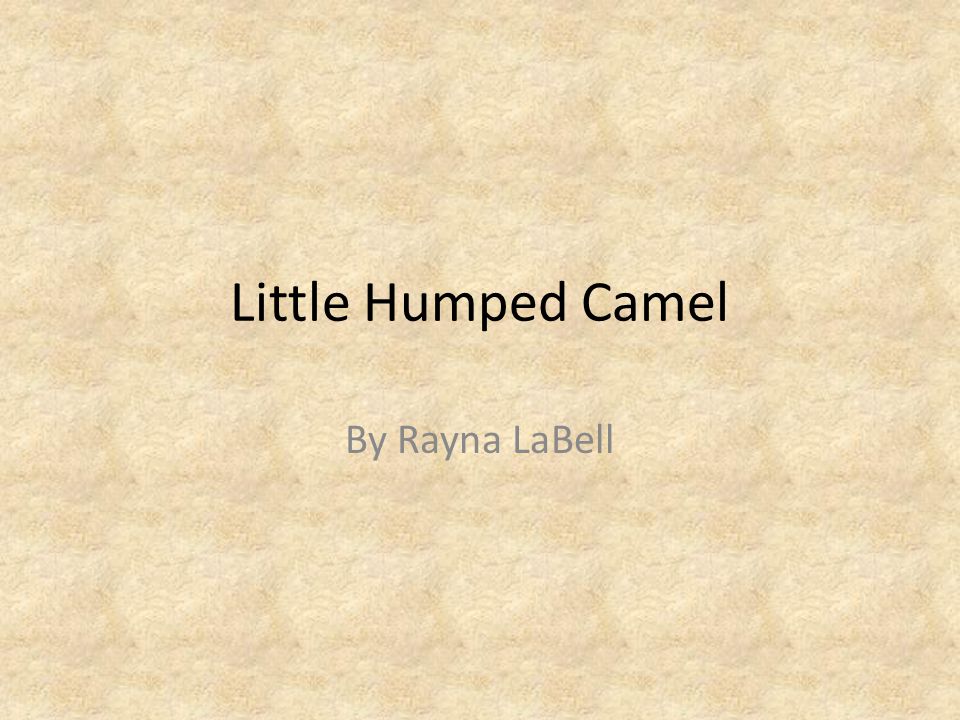 Little Humped Camel By Rayna LaBell