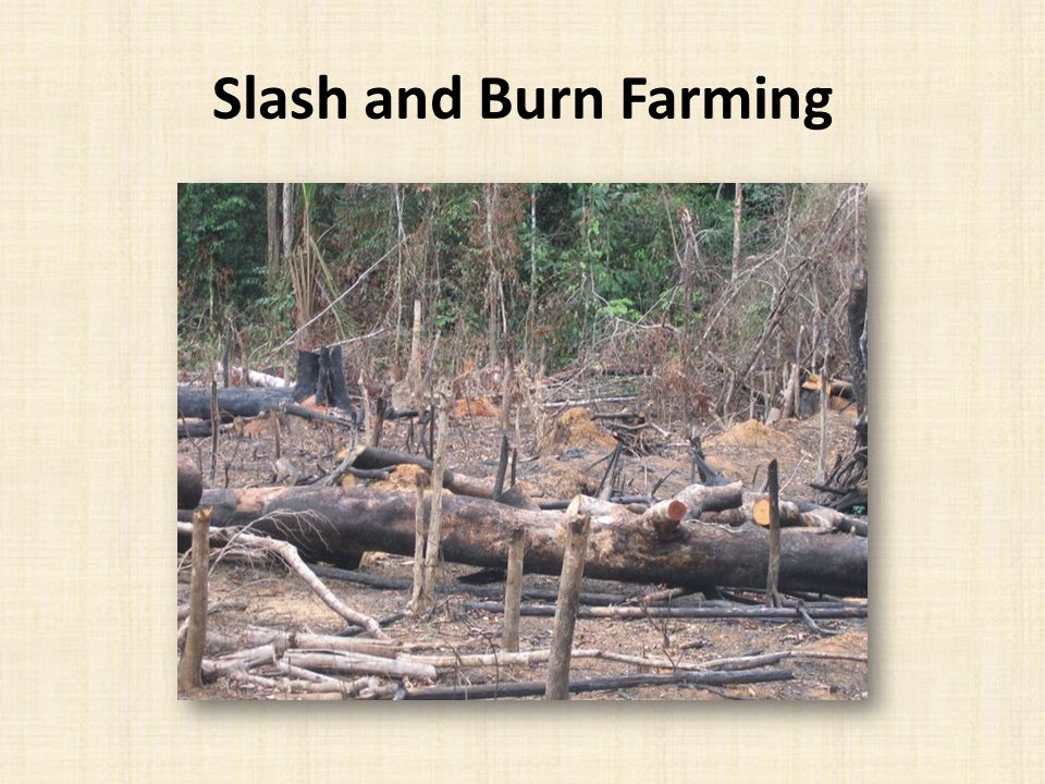 Slash and Burn Farming