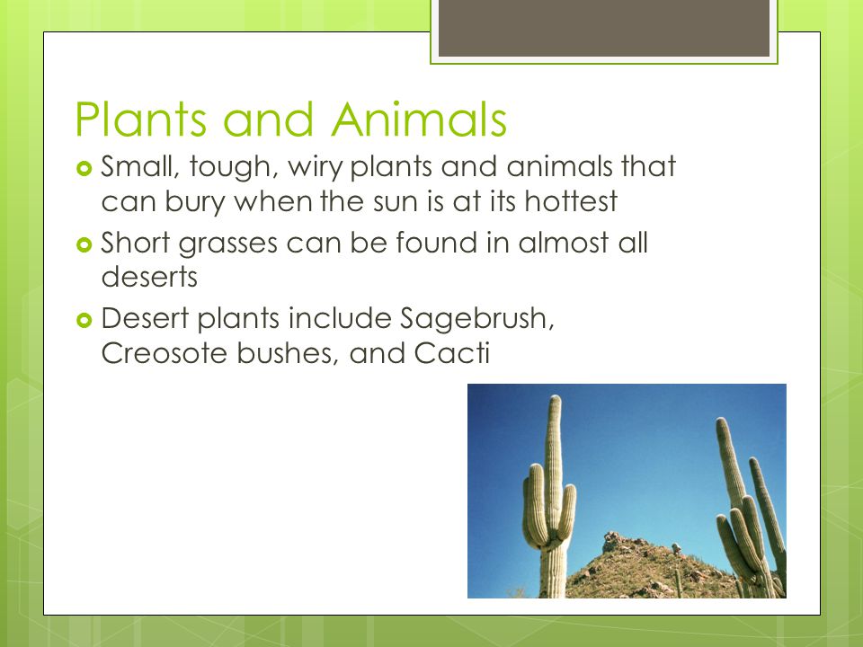 Plants and Animals  Small, tough, wiry plants and animals that can bury when the sun is at its hottest  Short grasses can be found in almost all deserts  Desert plants include Sagebrush, Creosote bushes, and Cacti