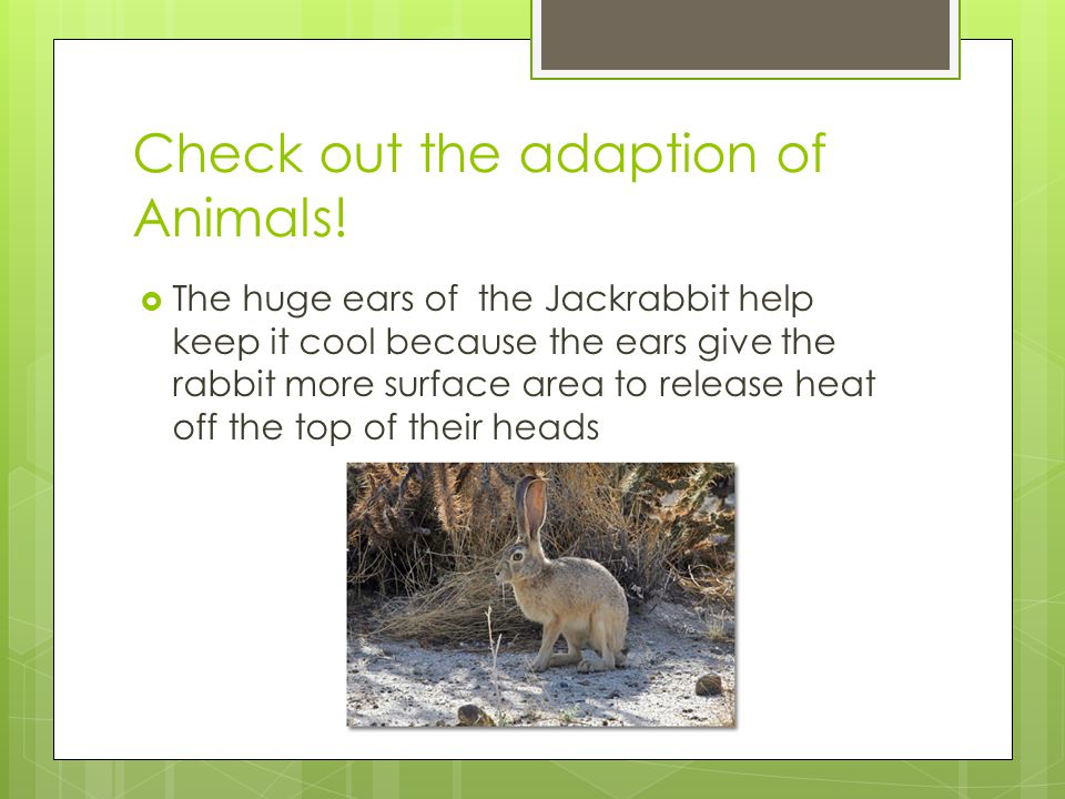 Check out the adaption of Animals.