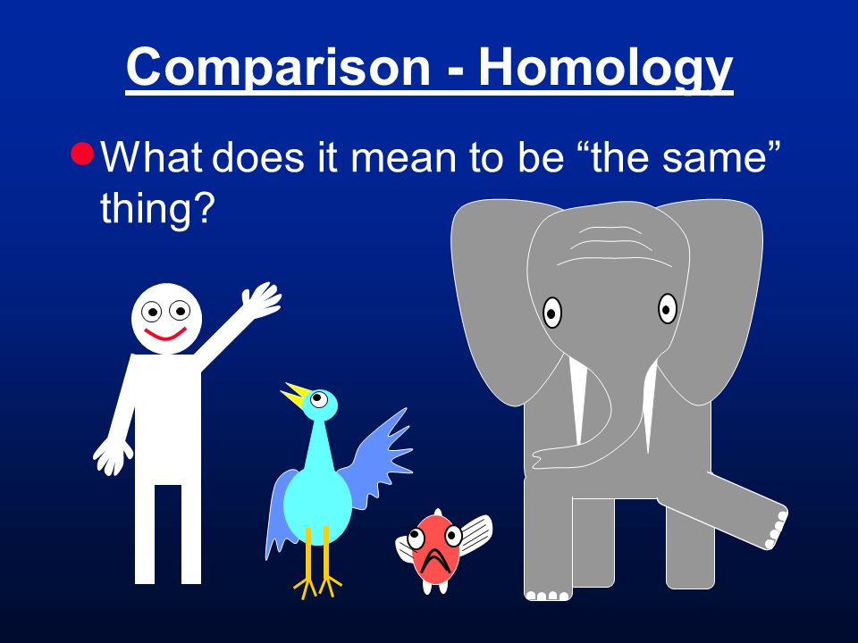 BL 406 Human & Comparative Anatomy. What is this course about? Human ...