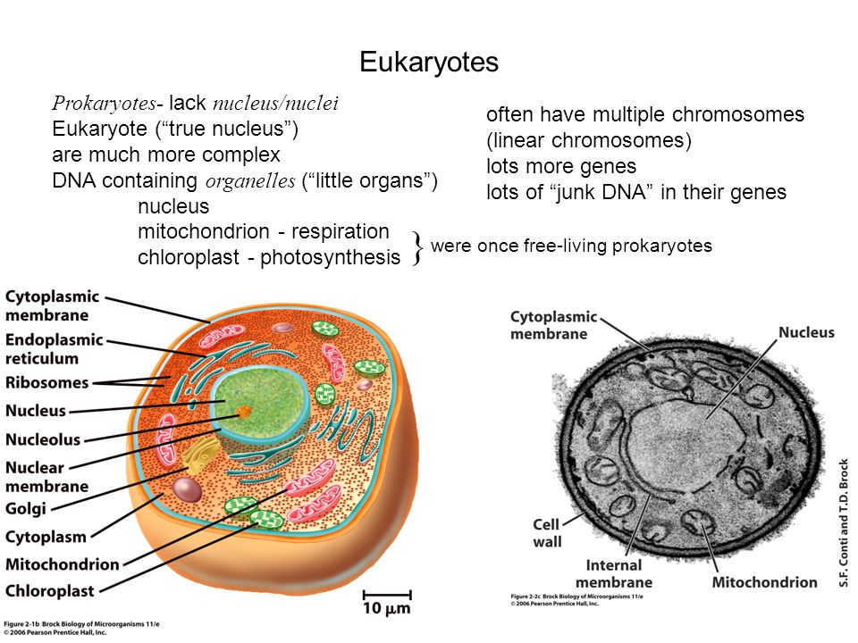Eukaryotes Prokaryotes- lack nucleus/nuclei Eukaryote ( true nucleus ) are much more complex DNA containing organelles ( little organs ) nucleus mitochondrion - respiration chloroplast - photosynthesis } were once free-living prokaryotes often have multiple chromosomes (linear chromosomes) lots more genes lots of junk DNA in their genes