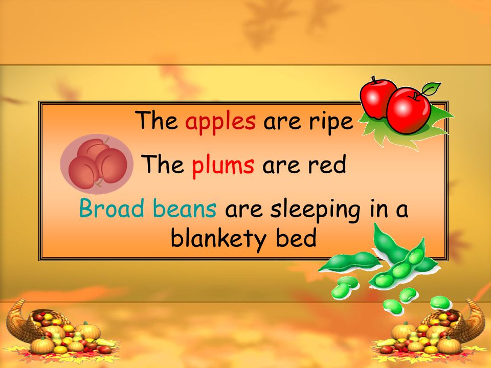 The apples are ripe The plums are red Broad beans are sleeping in a blankety bed