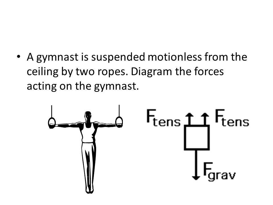 A gymnast is suspended motionless from the ceiling by two ropes.