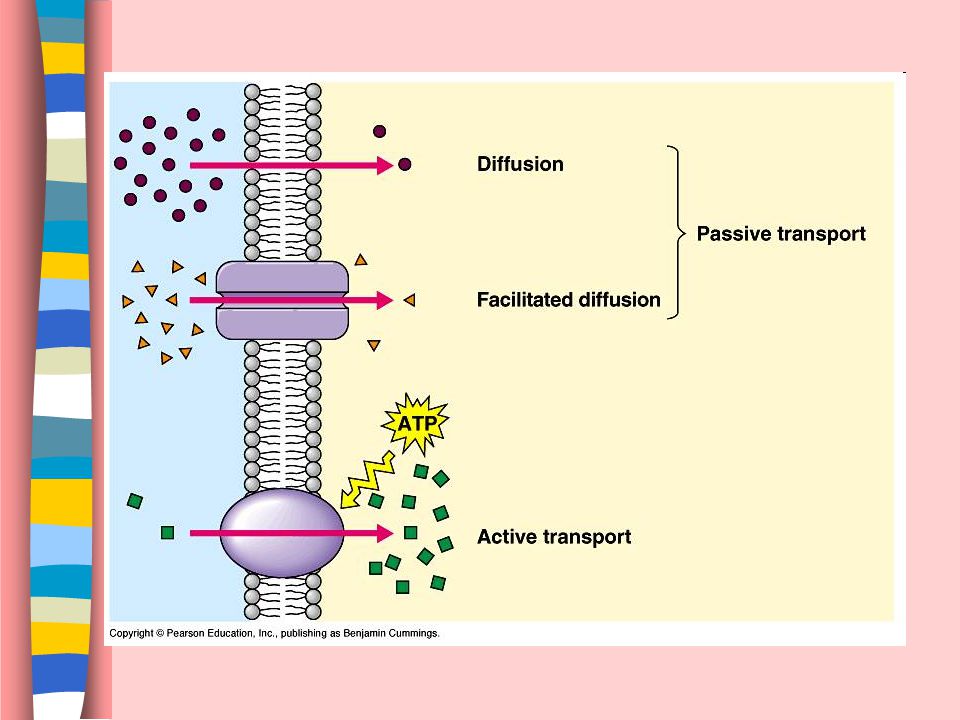 Membrane Proteins Facilitated diffusion – a type of passive transport where proteins act as tunnels allowing larger particles to diffuse through with no energy.