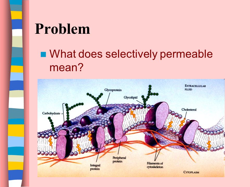 The Selectively Permeable Membrane Lab