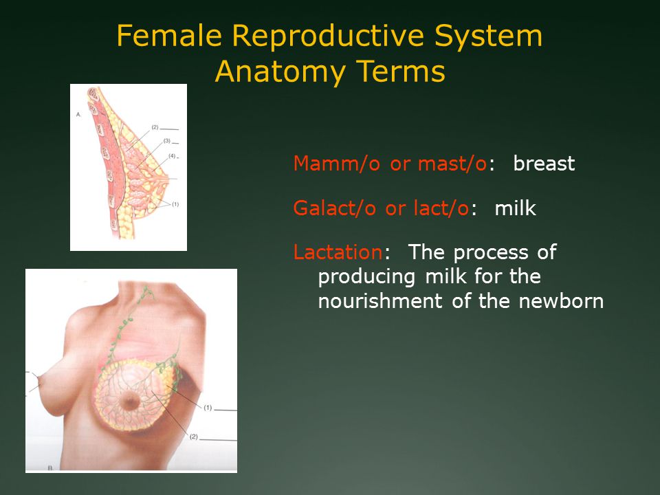 Health Sciences 1101 Medical Terminology Module 8 The Reproductive System Ppt Download
