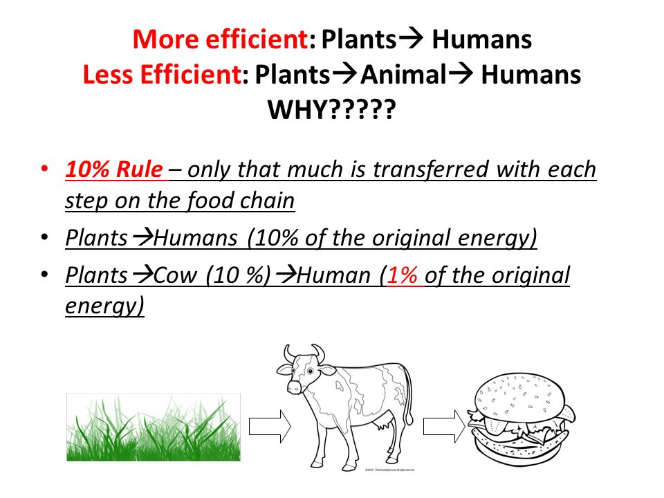 10% Rule – only that much is transferred with each step on the food chain Plants  Humans (10% of the original energy) Plants  Cow (10 %)  Human (1% of the original energy) More efficient: Plants  Humans Less Efficient: Plants  Animal  Humans WHY