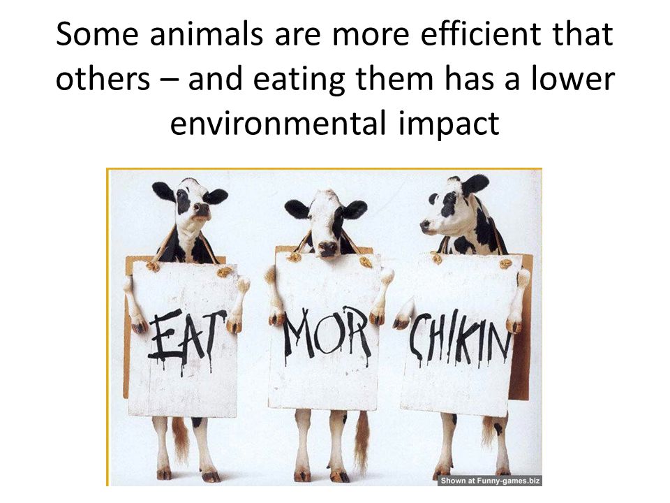 Some animals are more efficient that others – and eating them has a lower environmental impact