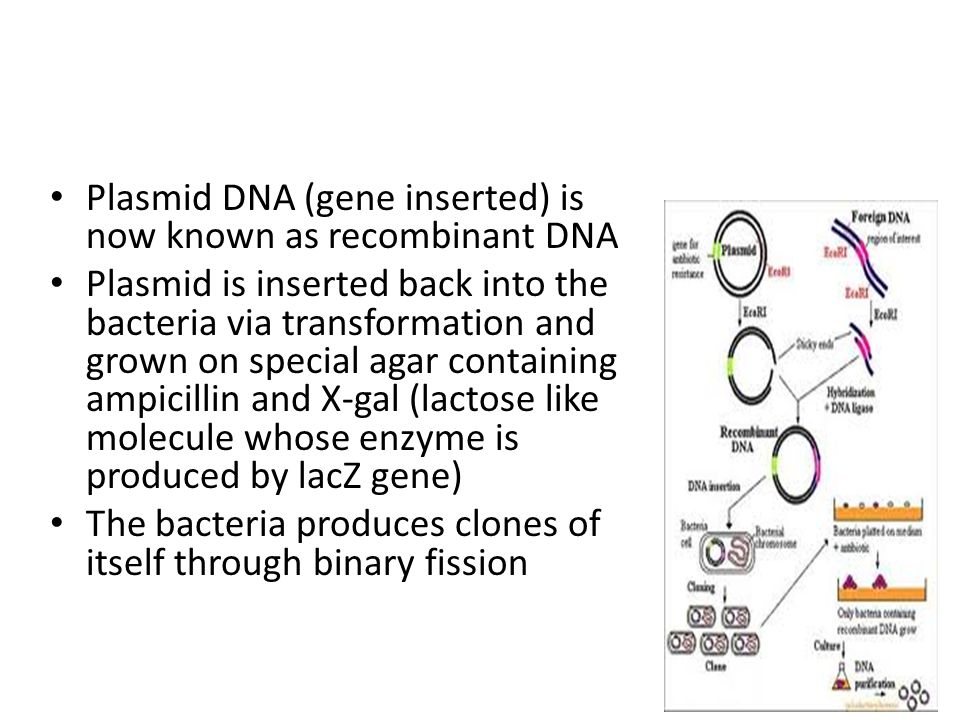 Plasmid DNA (gene inserted) is now known as recombinant DNA Plasmid is inserted back into the bacteria via transformation and grown on special agar containing ampicillin and X-gal (lactose like molecule whose enzyme is produced by lacZ gene) The bacteria produces clones of itself through binary fission