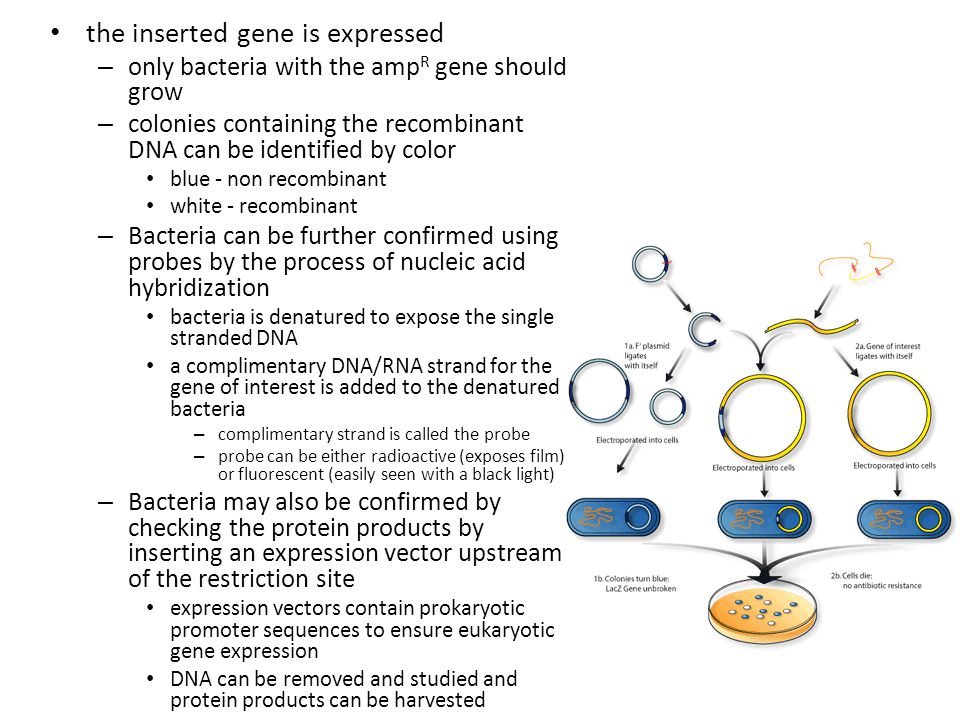 the inserted gene is expressed – only bacteria with the amp R gene should grow – colonies containing the recombinant DNA can be identified by color blue - non recombinant white - recombinant – Bacteria can be further confirmed using probes by the process of nucleic acid hybridization bacteria is denatured to expose the single stranded DNA a complimentary DNA/RNA strand for the gene of interest is added to the denatured bacteria – complimentary strand is called the probe – probe can be either radioactive (exposes film) or fluorescent (easily seen with a black light) – Bacteria may also be confirmed by checking the protein products by inserting an expression vector upstream of the restriction site expression vectors contain prokaryotic promoter sequences to ensure eukaryotic gene expression DNA can be removed and studied and protein products can be harvested