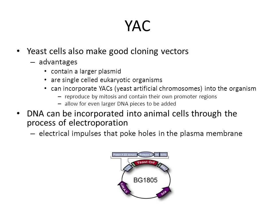 YAC Yeast cells also make good cloning vectors – advantages contain a larger plasmid are single celled eukaryotic organisms can incorporate YACs (yeast artificial chromosomes) into the organism – reproduce by mitosis and contain their own promoter regions – allow for even larger DNA pieces to be added DNA can be incorporated into animal cells through the process of electroporation – electrical impulses that poke holes in the plasma membrane