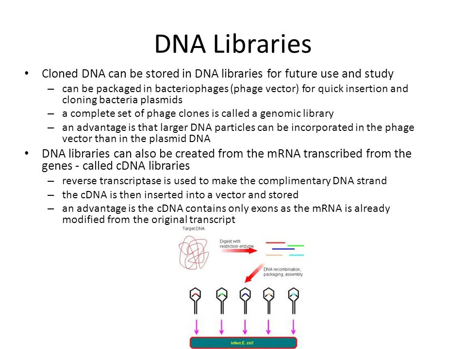 DNA Libraries Cloned DNA can be stored in DNA libraries for future use and study – can be packaged in bacteriophages (phage vector) for quick insertion and cloning bacteria plasmids – a complete set of phage clones is called a genomic library – an advantage is that larger DNA particles can be incorporated in the phage vector than in the plasmid DNA DNA libraries can also be created from the mRNA transcribed from the genes - called cDNA libraries – reverse transcriptase is used to make the complimentary DNA strand – the cDNA is then inserted into a vector and stored – an advantage is the cDNA contains only exons as the mRNA is already modified from the original transcript