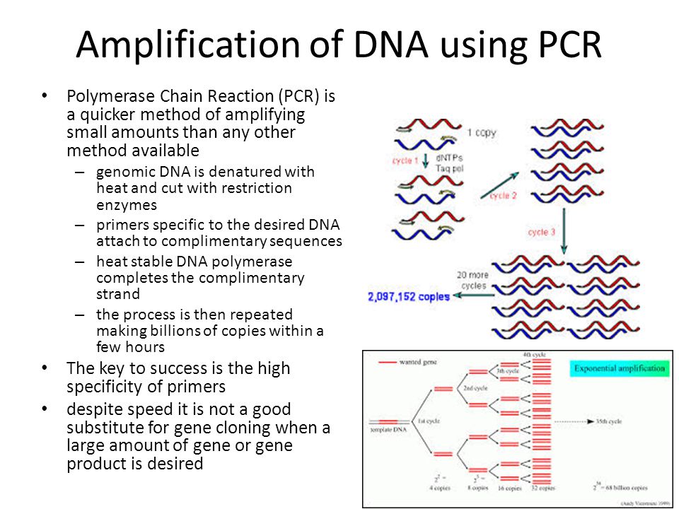 Amplification of DNA using PCR Polymerase Chain Reaction (PCR) is a quicker method of amplifying small amounts than any other method available – genomic DNA is denatured with heat and cut with restriction enzymes – primers specific to the desired DNA attach to complimentary sequences – heat stable DNA polymerase completes the complimentary strand – the process is then repeated making billions of copies within a few hours The key to success is the high specificity of primers despite speed it is not a good substitute for gene cloning when a large amount of gene or gene product is desired