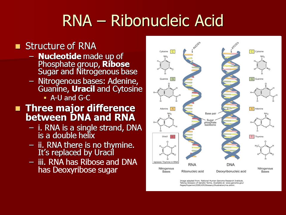 Chapter 3 Protein Synthesis Life Science. RNA – Ribonucleic Acid Structure of  RNA Structure of RNA –Nucleotide made up of Phosphate group, Ribose Sugar.  - ppt download