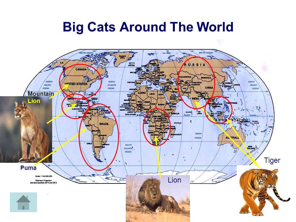 Cat Map Tiger Facts Sounds Cat Pictures Web By: Steve Simon