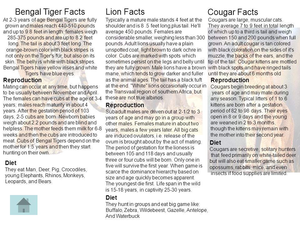 Big Cats Around The World Mountain Lion Puma Lion Tiger