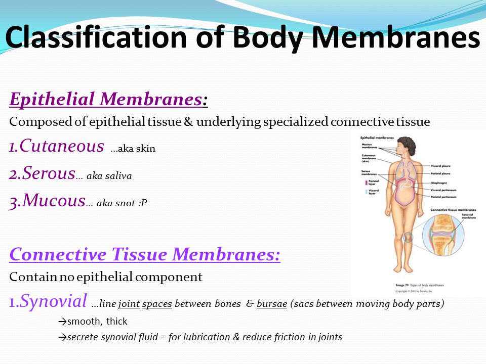 serous membranes body membranes function