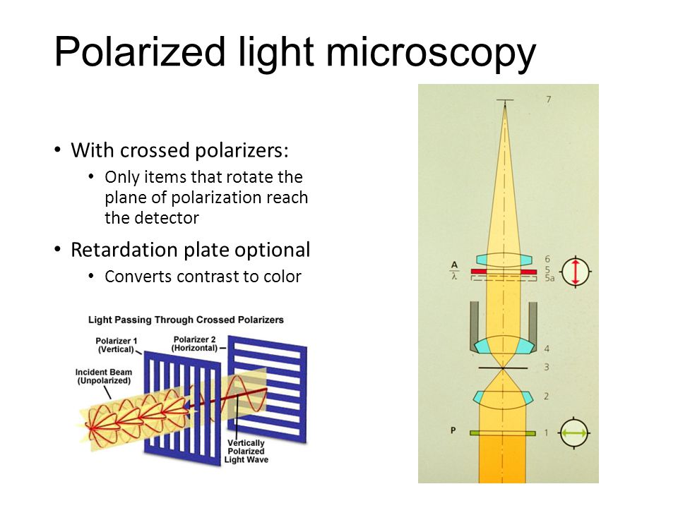 Biology 177: Principles of Modern Microscopy Lecture 09: Polarization and  DIC. - ppt download