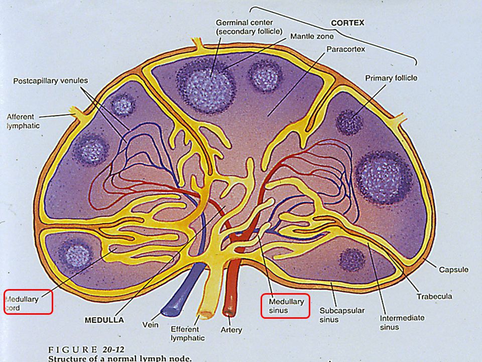 lymph nodes histology diagram