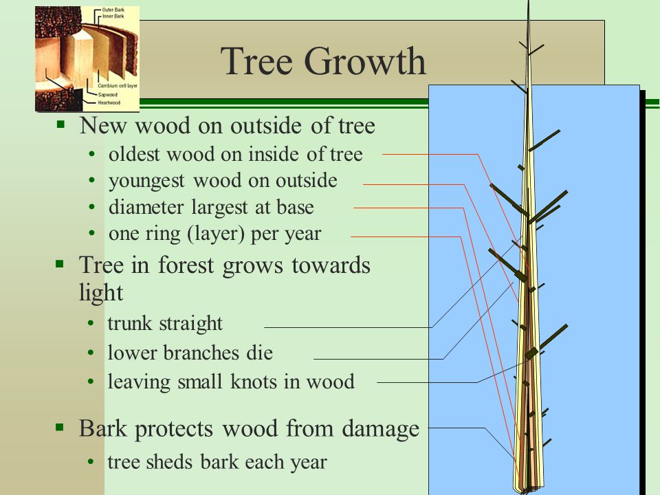 Tree Growth  New wood on outside of tree oldest wood on inside of tree youngest wood on outside diameter largest at base one ring (layer) per year  Tree in forest grows towards light trunk straight lower branches die leaving small knots in wood  Bark protects wood from damage tree sheds bark each year