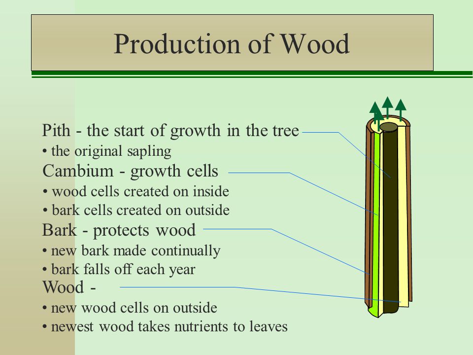 Production of Wood Cambium - growth cells wood cells created on inside bark cells created on outside Bark - protects wood new bark made continually bark falls off each year Wood - new wood cells on outside newest wood takes nutrients to leaves Pith - the start of growth in the tree the original sapling