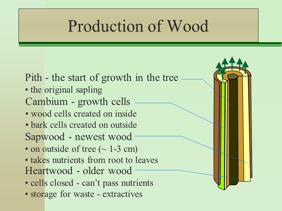 Production of Wood Cambium - growth cells wood cells created on inside bark cells created on outside Sapwood - newest wood on outside of tree (~ 1-3 cm) takes nutrients from root to leaves Heartwood - older wood cells closed - can’t pass nutrients storage for waste - extractives Pith - the start of growth in the tree the original sapling
