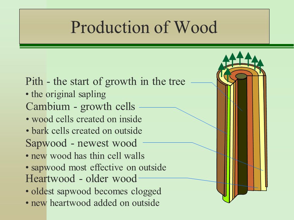Production of Wood Cambium - growth cells wood cells created on inside bark cells created on outside Sapwood - newest wood new wood has thin cell walls sapwood most effective on outside Heartwood - older wood oldest sapwood becomes clogged new heartwood added on outside Pith - the start of growth in the tree the original sapling