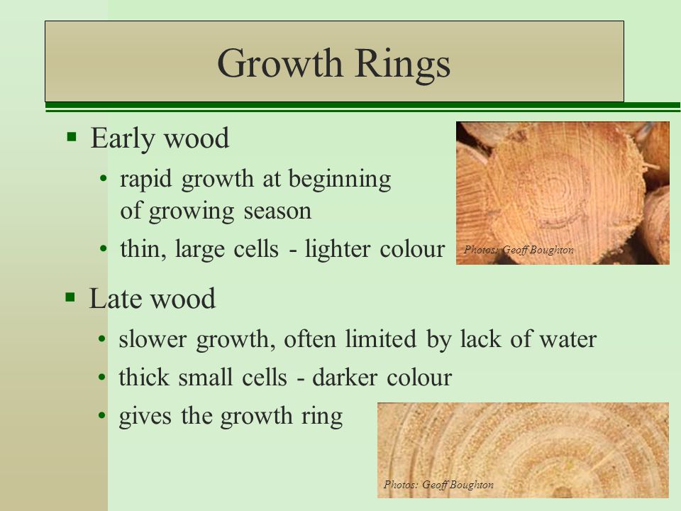 Growth Rings  Early wood rapid growth at beginning of growing season thin, large cells - lighter colour  Late wood slower growth, often limited by lack of water thick small cells - darker colour gives the growth ring Photos: Geoff Boughton