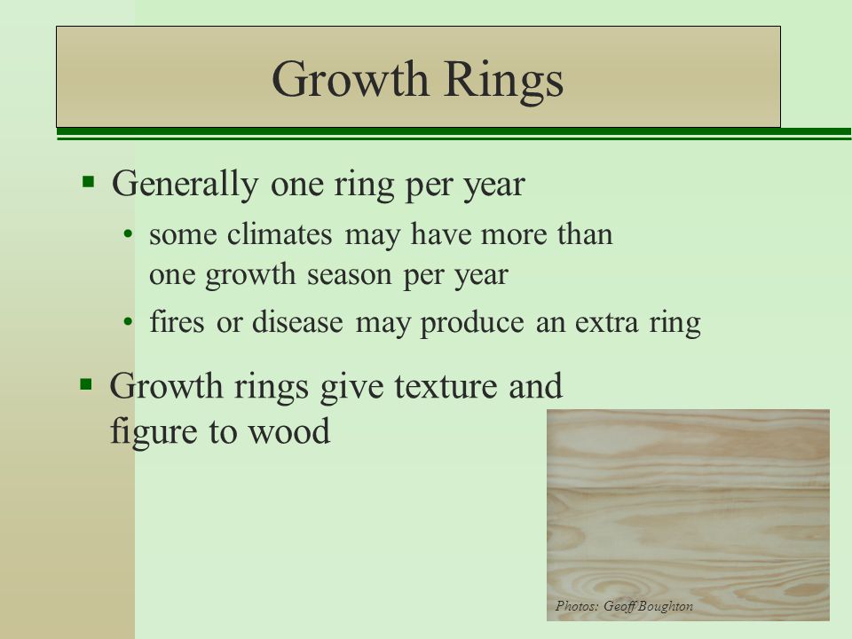 Growth Rings  Generally one ring per year some climates may have more than one growth season per year fires or disease may produce an extra ring  Growth rings give texture and figure to wood Photos: Geoff Boughton
