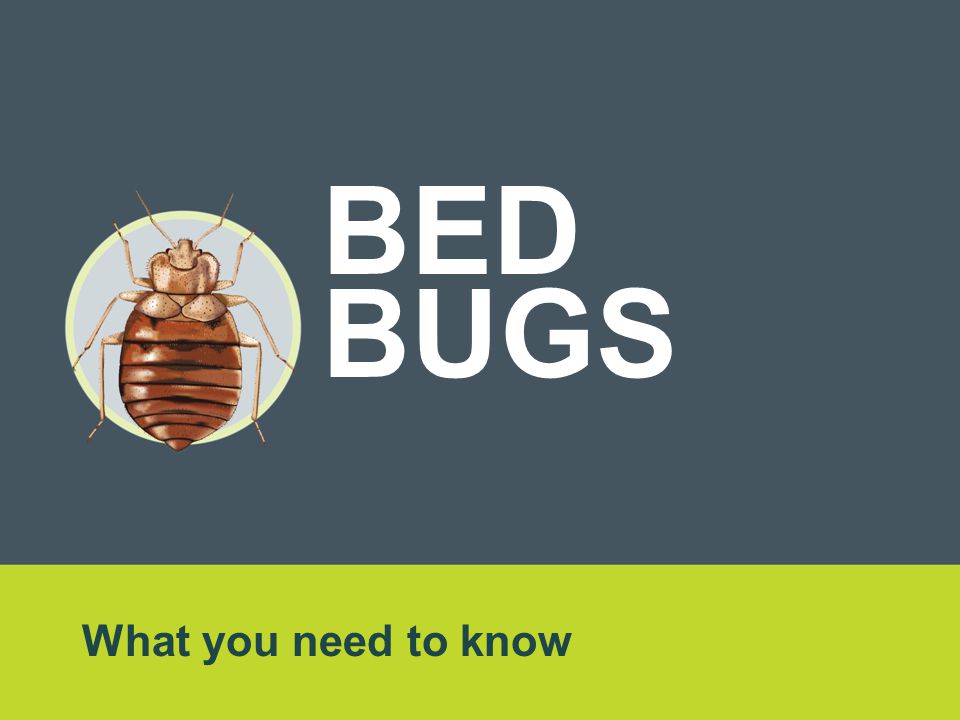 What you need to know BED BUGS