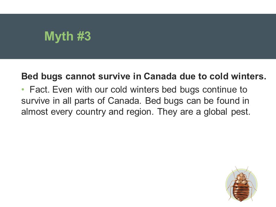 Myth #3 Bed bugs cannot survive in Canada due to cold winters.